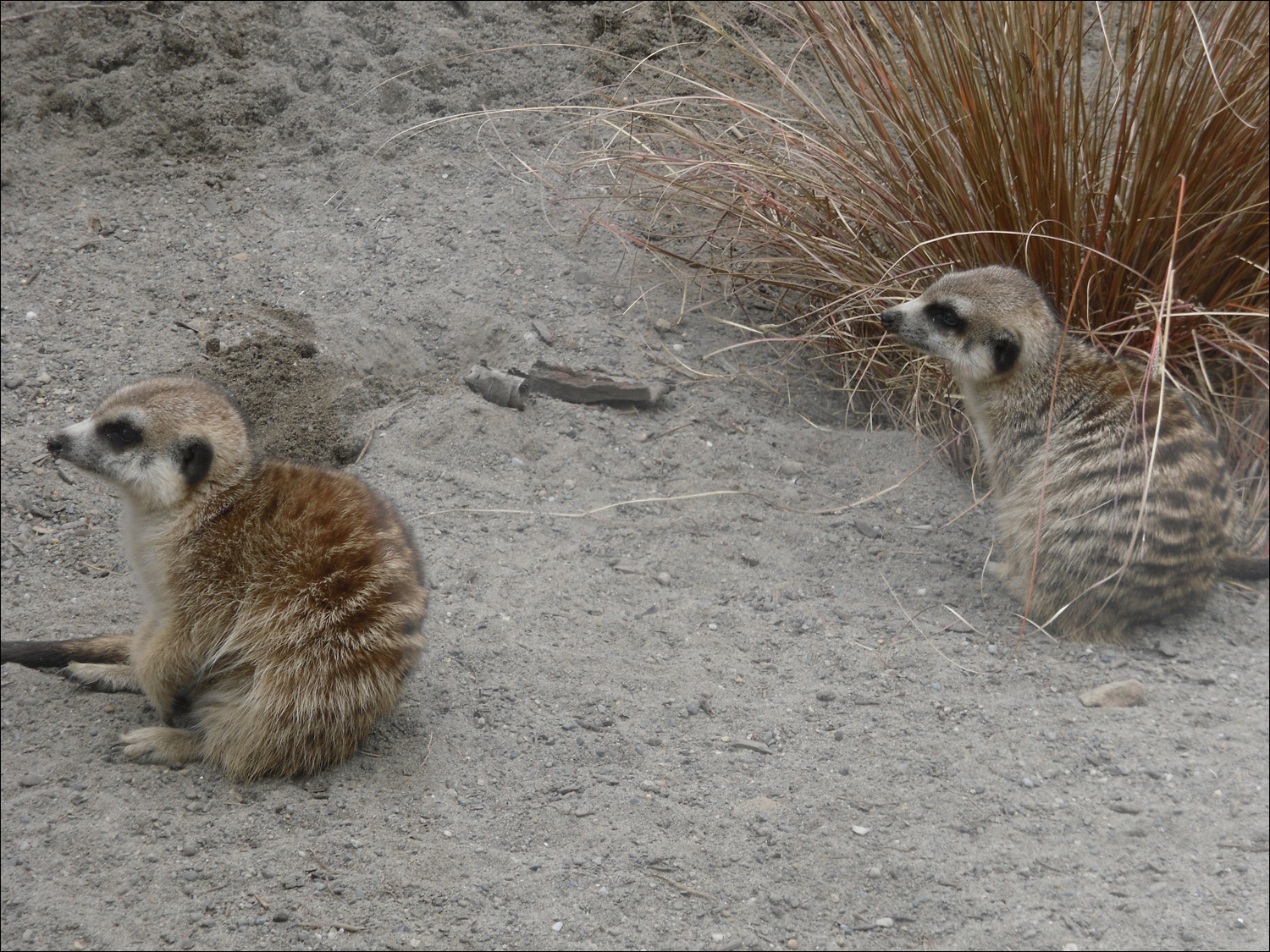 Tacoma, WA-Point Defiance Zoo & Aquarium-meerkats